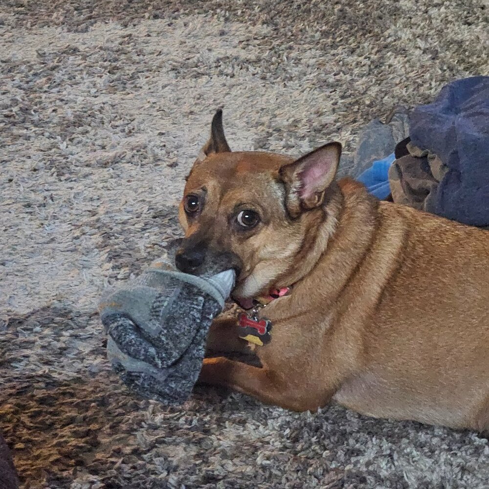 Meet your Posher, Amy